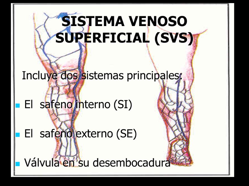 SISTEMA VENOSO SUPERFICIAL (SVS)    Incluye dos sistemas principales:   El